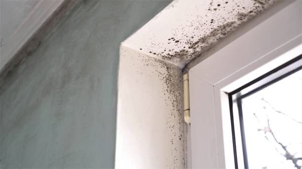 Best DIY Mold Remediation Support Services in Winsted, CT